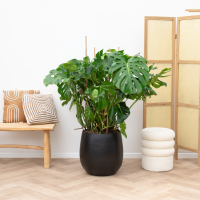Monstera Deliciosa   120cm