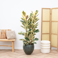 Ficus Elastica Tineke struik   150cm
