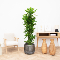 Dracaena Golden Coast   120cm
