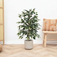 Kunst Ficus benjamina variegata   85cm