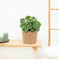 Kunst Hoya green   20cm