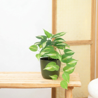 Kunst Epipremnum Variegata   37cm