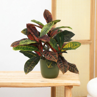 Kunst Croton codiaeum   40cm