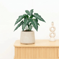 Kunst Alocasia polly   49cm