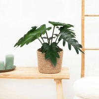 Kunst Philodendron Xanadu   20cm