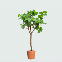 Ficus Carica op stam   200cm