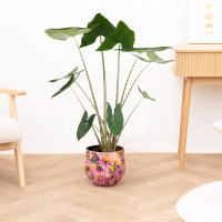 Alocasia zebrina   130 cm