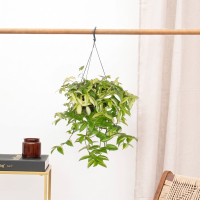 Tradescantia Yellow Hill hangplant   40 cm