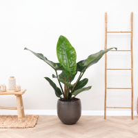 Philodendron Green Beauty   60cm