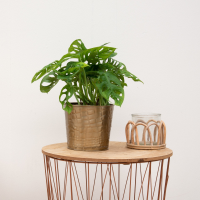 Combi deal   Monstera Monkey Leaf inclusief pot Dustin Gold   25cm