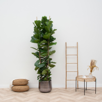 Ficus Lyrata struik XXL   200cm