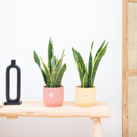 2X Sansevieria Laurentie   40cm