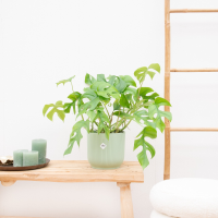 Monstera Minima   30cm