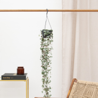 Hangplant Ceropegia Linearis 'Woodii'   30cm
