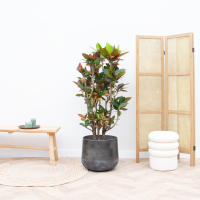 Codiaeum Petra   100cm