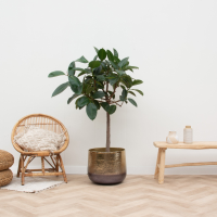 Ficus Elastica Robusta op stam   120cm
