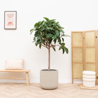 Ficus Elastica Robusta op stam   170cm