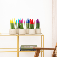 Sansevieria VELVET TOUCHZ   Geel   Lichtblauw   Roze   Blauw   Rood   Paars
