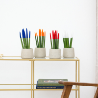 Sansevieria VELVET TOUCHZ   Blauw   oranje   rood   wit