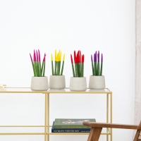 Sansevieria VELVET TOUCHZ   Roze   Geel   Rood   Paars