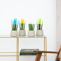 Sansevieria VELVET TOUCHZ   Lichtblauw   Geel   Wit   Groen