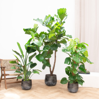 Combideal   Jungle trio   120 180cm