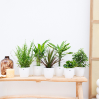 Verrassingsbox   6 planten inclusief Elho Brussel