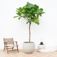 Ficus Lyrata XXXL   230cm