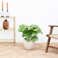 Calathea Orbifolia   60cm