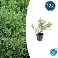 Symphoricarpos Chenaultii 'Hancock'   20cm