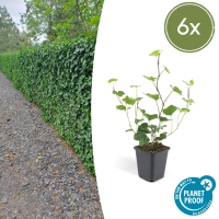 Hedera Hibernica   20cm