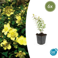 Hypericum 'Hidcote'   20cm