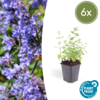 Nepeta 'Six Hills Giant'   20cm