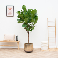 Ficus Lyrata boom XL   190cm