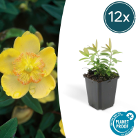 Hypericum Calycinum   20cm