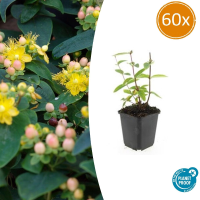 Hypericum Inodorum 'Annebel'   20cm