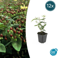 Hypericum Inodorum   20cm
