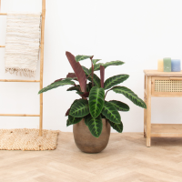 Calathea Warscewiczii   90cm