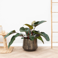Philodendron Red Beauty   100cm