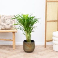 Dypsis Lutescens (Areca palm)   70cm