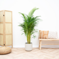 Dypsis Lutescens (Areca palm)   130cm