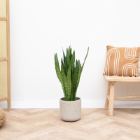 Sansevieria Zeylanica   90cm