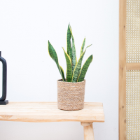 Sansevieria Laurentii   50cm