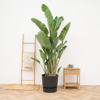 Strelitzia Augusta multistam de luxe XXL   250cm