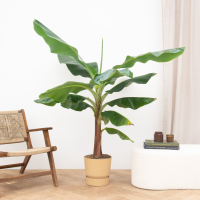 Bananenplant XL   200cm