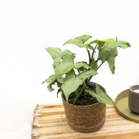 Syngonium Nguengi Laima   30cm