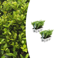 Combideal   pack Ilex Crenata 'Jenny'   15cm