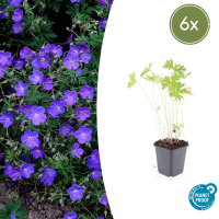 Geranium 'Johnson's Blue'   20cm