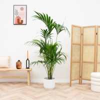 Combi deal   Kentia palm inclusief elho Vibes Fold Round   180 cm