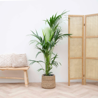 Kentia palm   200cm